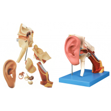 Ear Dissecting Structure Model, 8-parts, 10x life size